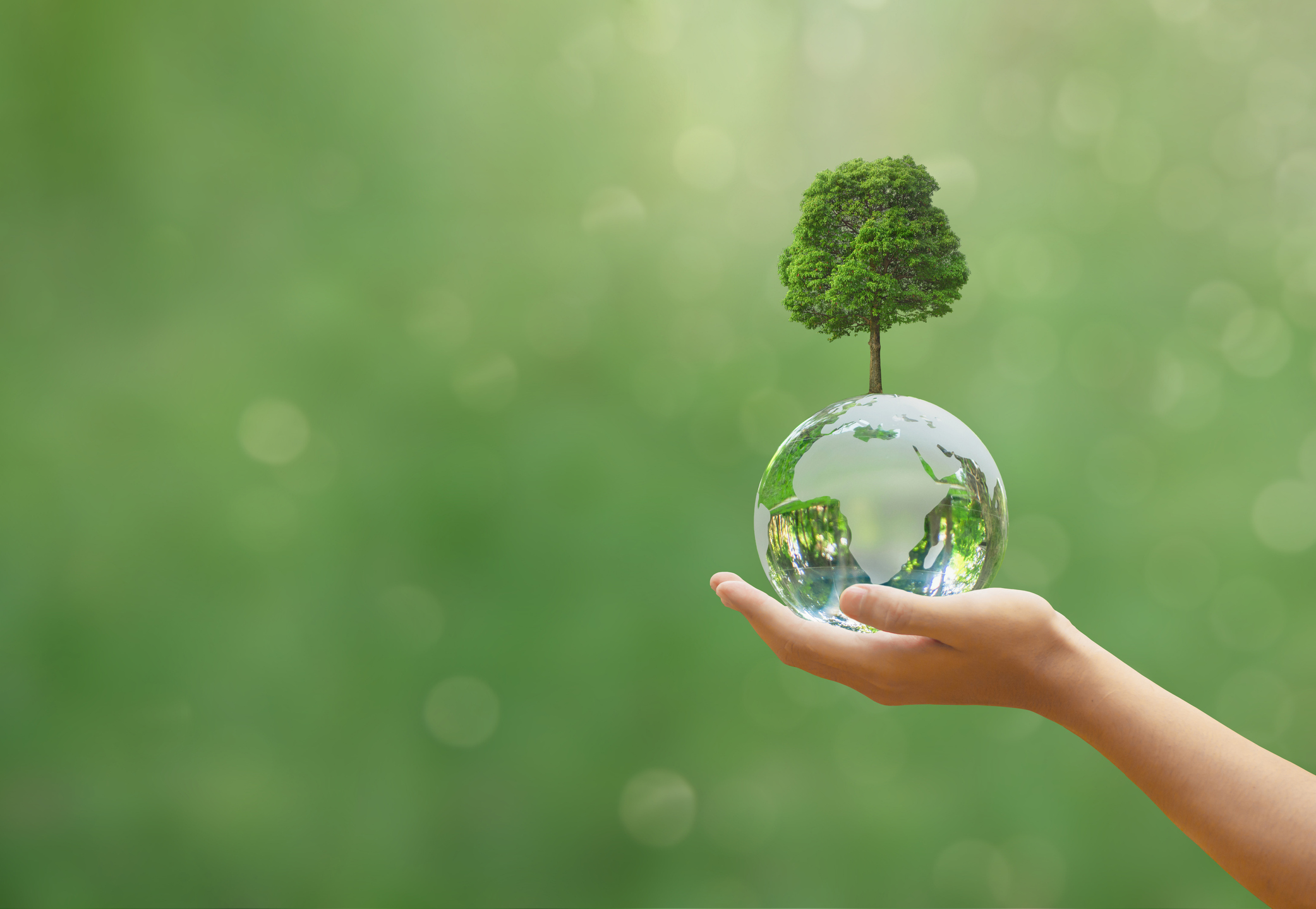 Hand holding glass globe ball with tree. 