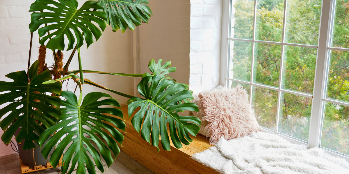 A window with a bench in front and a large plant. 