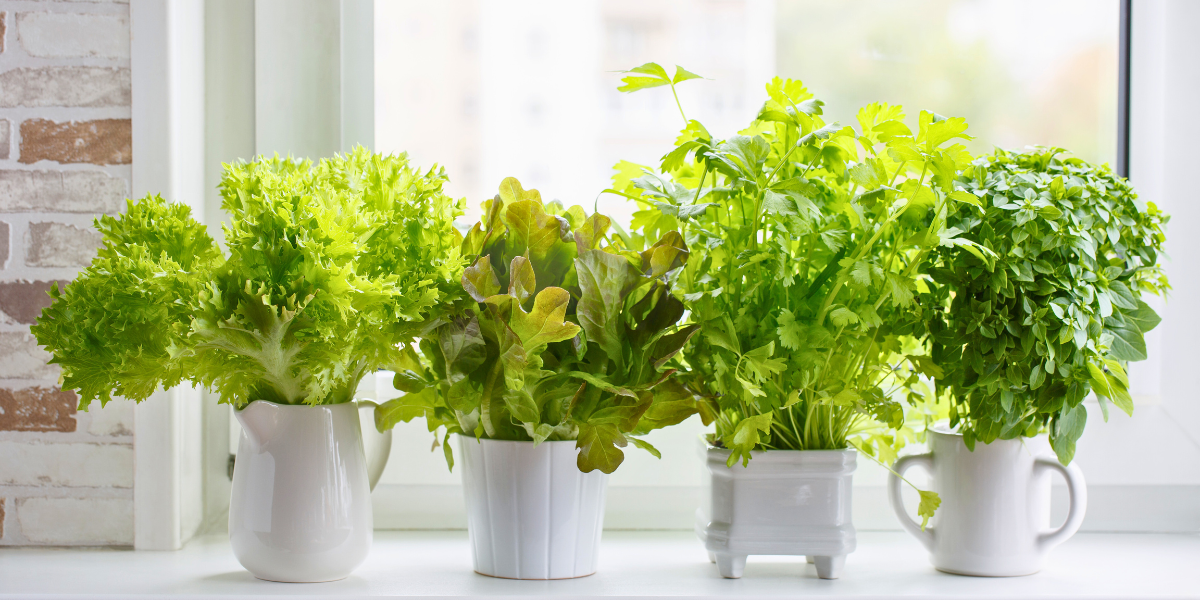 Indoor herb garden with plants in decorative vases near a sunny window.