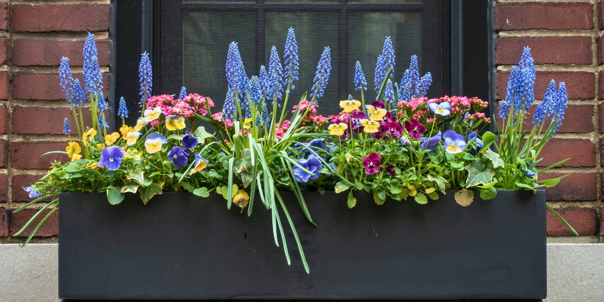 Window box with a colorful variety of flowers.