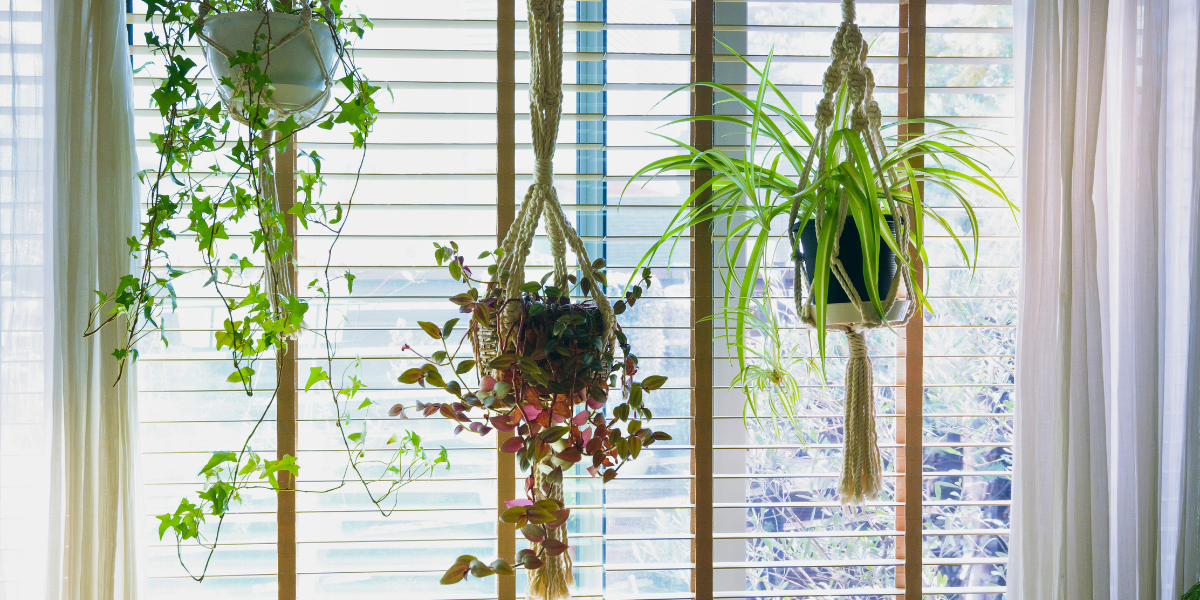 Houseplants hanging in front of a sunny window with the blinds open. 