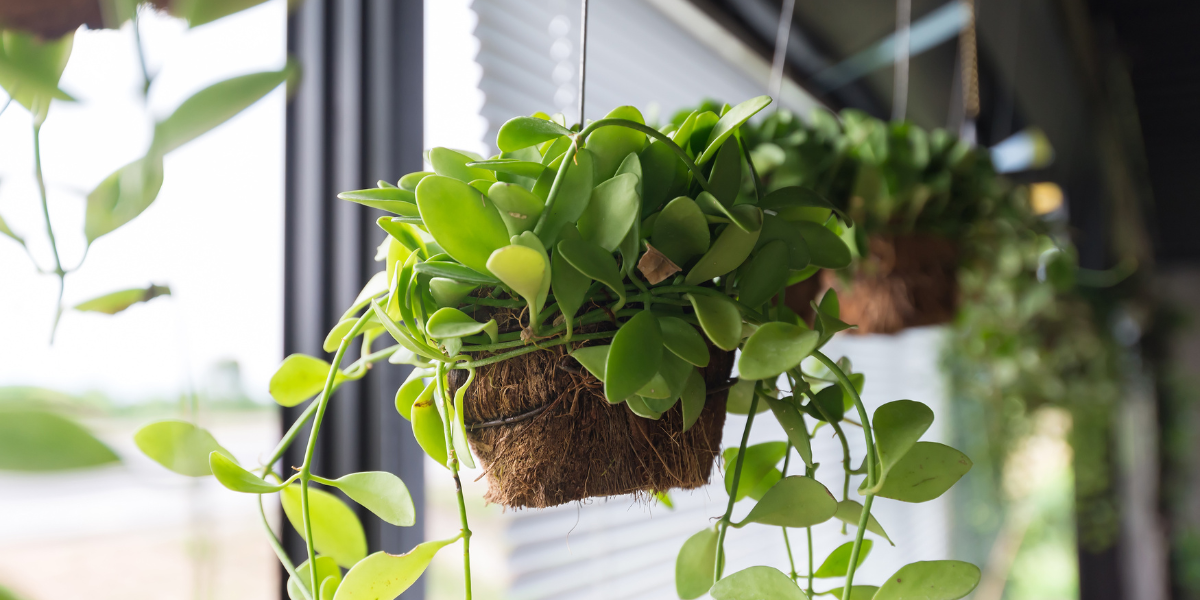A hanging plant in front of a sunny window.