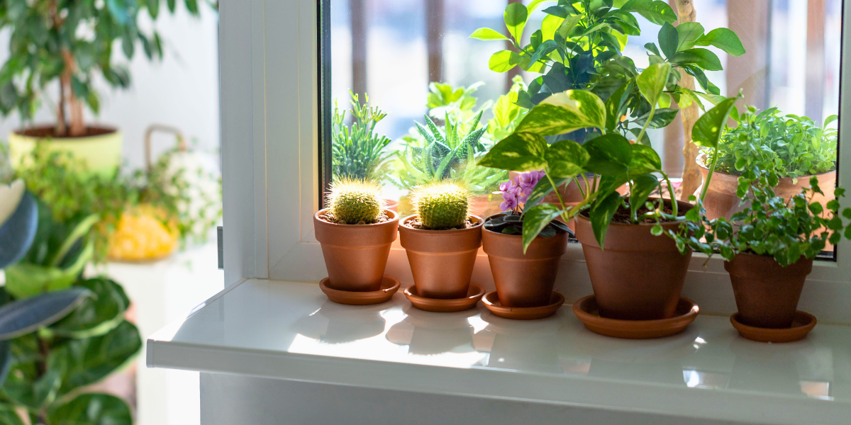 Cacti and succulents on a sunny windowsill. 