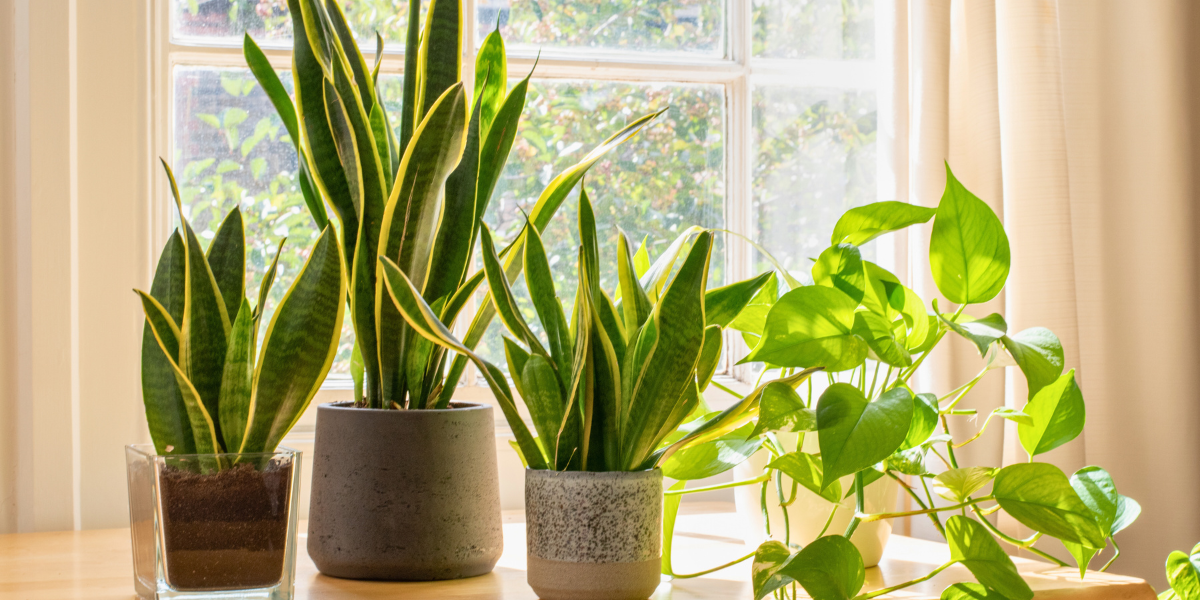 House plants next to a sunny window. 