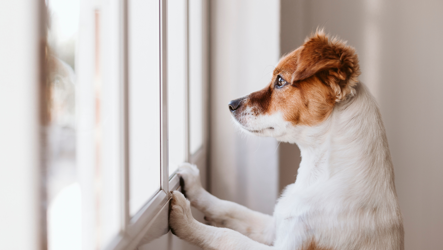Dog looking out the window.